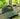 Green and Gold WI Swordshirt Hat